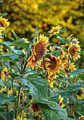 GREEN & GORGEOUS FLOWERS, OXFORDSHIRE: SEPTEMBER: SUNFLOWERS IN THE CUTTING BEDS, BORDERS, CUT FLOWERS, BLOOMS, CUTTING GARDEN, SUNRISE