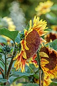 GREEN & GORGEOUS FLOWERS, OXFORDSHIRE: SEPTEMBER: SUNFLOWERS IN THE CUTTING BEDS, BORDERS, CUT FLOWERS, BLOOMS, CUTTING GARDEN, SUNRISE