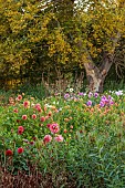 GREEN & GORGEOUS FLOWERS, OXFORDSHIRE: SEPTEMBER: DAHLIAS IN THE CUTTING BEDS, BORDERS, CUT FLOWERS, BLOOMS, CUTTING GARDEN