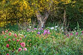 GREEN & GORGEOUS FLOWERS, OXFORDSHIRE: SEPTEMBER: DAHLIAS IN THE CUTTING BEDS, BORDERS, CUT FLOWERS, BLOOMS, CUTTING GARDEN