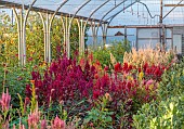 GREEN & GORGEOUS FLOWERS, OXFORDSHIRE: SEPTEMBER: FLOWERS, BLOOMS INSIDE THE POLYTUNNELS, CUTTING GARDEN, CUT FLOWERS