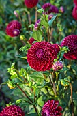 GREEN & GORGEOUS FLOWERS, OXFORDSHIRE: SEPTEMBER: DAHLIA AMY CAVE IN THE CUTTING BEDS, BORDERS, CUT FLOWERS, BLOOMS, CUTTING GARDEN