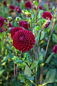 GREEN & GORGEOUS FLOWERS, OXFORDSHIRE: SEPTEMBER: DAHLIA AMY CAVE IN THE CUTTING BEDS, BORDERS, CUT FLOWERS, BLOOMS, CUTTING GARDEN