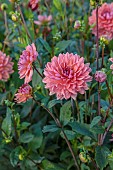 GREEN & GORGEOUS FLOWERS, OXFORDSHIRE: SEPTEMBER: DAHLIA DUCTH PEARL IN THE CUTTING BEDS, BORDERS, CUT FLOWERS, BLOOMS, CUTTING GARDEN