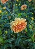 GREEN & GORGEOUS FLOWERS, OXFORDSHIRE: SEPTEMBER: DAHLIA RANCHO IN THE CUTTING BEDS, BORDERS, CUT FLOWERS, BLOOMS, CUTTING GARDEN