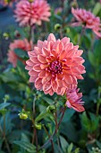 GREEN & GORGEOUS FLOWERS, OXFORDSHIRE: SEPTEMBER: DAHLIA DUTCH PEARL IN THE CUTTING BEDS, BORDERS, CUT FLOWERS, BLOOMS, CUTTING GARDEN