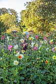 GREEN & GORGEOUS FLOWERS, OXFORDSHIRE: SEPTEMBER: RACHEL SIEGFRIED CUTTING DAHLIAS GROWN FROM SEED FROM FLORET FLOWERS IN THE CUTTING BEDS, CUTTING GARDEN