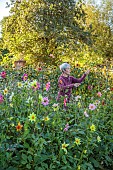 GREEN & GORGEOUS FLOWERS, OXFORDSHIRE: SEPTEMBER: RACHEL SIEGFRIED CUTTING DAHLIAS GROWN FROM SEED FROM FLORET FLOWERS IN THE CUTTING BEDS, CUTTING GARDEN