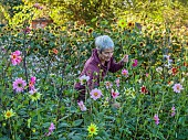 GREEN & GORGEOUS FLOWERS, OXFORDSHIRE: SEPTEMBER: RACHEL SIEGFRIED CUTTING DAHLIAS GROWN FROM SEED FROM FLORET FLOWERS IN THE CUTTING BEDS, CUTTING GARDEN