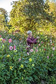 GREEN & GORGEOUS FLOWERS, OXFORDSHIRE: SEPTEMBER: RACHEL SIEGFRIED CUTTING DAHLIAS GROWN FROM SEED FROM FLORET FLOWERS IN THE CUTTING BEDS, CUTTING GARDEN