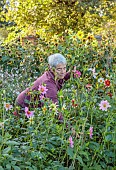 GREEN & GORGEOUS FLOWERS, OXFORDSHIRE: SEPTEMBER: RACHEL SIEGFRIED CUTTING DAHLIAS GROWN FROM SEED FROM FLORET FLOWERS IN THE CUTTING BEDS, CUTTING GARDEN