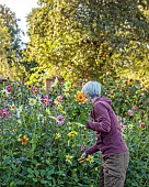 GREEN & GORGEOUS FLOWERS, OXFORDSHIRE: SEPTEMBER: RACHEL SIEGFRIED CUTTING DAHLIAS GROWN FROM SEED FROM FLORET FLOWERS IN THE CUTTING BEDS, CUTTING GARDEN