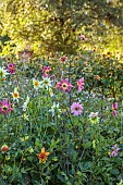 GREEN & GORGEOUS FLOWERS, OXFORDSHIRE: SEPTEMBER: DAHLIAS GROWN FROM SEED FROM FLORET FLOWERS IN THE CUTTING BEDS, CUTTING GARDEN