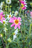GREEN & GORGEOUS FLOWERS, OXFORDSHIRE: SEPTEMBER: DAHLIAS GROWN FROM SEED FROM FLORET FLOWERS IN THE CUTTING BEDS, CUTTING GARDEN