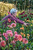 GREEN & GORGEOUS FLOWERS, OXFORDSHIRE: SEPTEMBER: RACHEL SIEGFRIED CUTTING DAHLIAS IN THE CUTTING BEDS, CUTTING GARDEN
