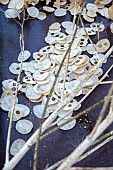GREEN & GORGEOUS FLOWERS, OXFORDSHIRE: SEPTEMBER: SEED COLLECTING, SEEDS, SEED HEADS, SEEDHEADS, STEMS OF HONESTY, LUNARIA ANNUA CORFU BLUE IN WOODEN BOX