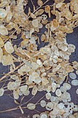 GREEN & GORGEOUS FLOWERS, OXFORDSHIRE: SEPTEMBER: SEED COLLECTING, SEEDS, SEED HEADS, SEEDHEADS, STEMS OF HONESTY, LUNARIA ANNUA CORFU BLUE IN WOODEN BOX