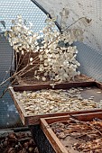 GREEN & GORGEOUS FLOWERS, OXFORDSHIRE: SEPTEMBER: SEED COLLECTING, SEEDS, SEED HEADS, SEEDHEADS OF HONESTY, LUNARIA ANNUA CORFU BLUE