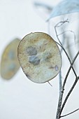 GREEN & GORGEOUS FLOWERS, OXFORDSHIRE: SEPTEMBER: SEED COLLECTING, SEEDS, SEED HEADS, SEEDHEADS OF HONESTY, LUNARIA ANNUA CORFU BLUE