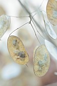 GREEN & GORGEOUS FLOWERS, OXFORDSHIRE: SEPTEMBER: SEED COLLECTING, SEEDS, SEED HEADS, SEEDHEADS OF HONESTY, LUNARIA ANNUA CORFU BLUE
