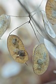 GREEN & GORGEOUS FLOWERS, OXFORDSHIRE: SEPTEMBER: SEED COLLECTING, SEEDS, SEED HEADS, SEEDHEADS OF HONESTY, LUNARIA ANNUA CORFU BLUE