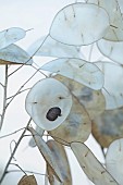 GREEN & GORGEOUS FLOWERS, OXFORDSHIRE: SEPTEMBER: SEED COLLECTING, SEEDS, SEED HEADS, SEEDHEADS OF HONESTY, LUNARIA ANNUA CORFU BLUE