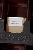 GREEN & GORGEOUS FLOWERS, OXFORDSHIRE: SEPTEMBER: SEEDS IN PACKETS IN OLD METAL RACK READY FOR SALE TO THE PUBLIC