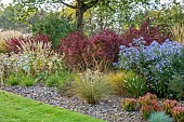 JOHN MASSEY GARDEN, ASHWOOD NURSERIES, WORCESTERSHIRE: SEPTEMBER, CALAMAGROSTIS KARL FOERSTER, ERYNGIUM SILVER GHOST, SYMPHYOTRICHUM LITTLE CARLOW, BERBERIS ORANGE ROCKET