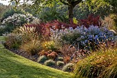 JOHN MASSEY GARDEN, ASHWOOD NURSERIES, WORCESTERSHIRE: SEPTEMBER, CALAMAGROSTIS KARL FOERSTER, PENNISETUM DARK DESIRE, SYMPHYOTRICHUM LITTLE CARLOW, BERBERIS ORANGE ROCKET, COTINUS