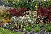 JOHN MASSEY GARDEN, ASHWOOD NURSERIES, WORCESTERSHIRE: SEPTEMBER, ERYNGIUM SILVER GHOST, BERBERIS THUNBERGII YELLOW ROCKET, ORANGE ROCKET