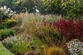 JOHN MASSEY GARDEN, ASHWOOD NURSERIES, WORCESTERSHIRE: SEPTEMBER, CHIONOCHLOA RUBRA, PENNISETUM PIGLET, ERYNGIUM SILVER GHOST, BERBERIS THUNBERGII YELLOW ROCKET, ORANGE ROCKET