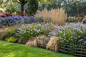 JOHN MASSEY GARDEN, ASHWOOD NURSERIES, WORCESTERSHIRE: SEPTEMBER, CALAMAGROSTIS KARL FOERSTER, PENNISETUM DARK DESIRE, SYMPHYOTRICHUM LITTLE CARLOW, BERBERIS ORANGE ROCKET