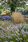 JOHN MASSEY GARDEN, ASHWOOD NURSERIES, WORCESTERSHIRE: SEPTEMBER, CALAMAGROSTIS KARL FOERSTER, PENNISETUM DARK DESIRE, SYMPHYOTRICHUM LITTLE CARLOW, BERBERIS ORANGE ROCKET