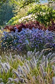 JOHN MASSEY GARDEN, ASHWOOD NURSERIES, WORCESTERSHIRE: SEPTEMBER, PENNISETUM DARK DESIRE, SYMPHYOTRICHUM LITTLE CARLOW, BERBERIS ORANGE ROCKET