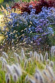 JOHN MASSEY GARDEN, ASHWOOD NURSERIES, WORCESTERSHIRE: SEPTEMBER, PENNISETUM DARK DESIRE, SYMPHYOTRICHUM LITTLE CARLOW, BERBERIS ORANGE ROCKET, ORNAMENTAL GRASSES