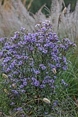 JOHN MASSEY GARDEN, ASHWOOD NURSERIES, WORCESTERSHIRE: SEPTEMBER, SYMPHYOTRICHUM LITTLE CARLOW