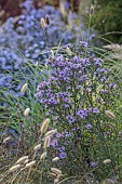 JOHN MASSEY GARDEN, ASHWOOD NURSERIES, WORCESTERSHIRE: SEPTEMBER, SYMPHYOTRICHUM LITTLE CARLOW