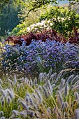 JOHN MASSEY GARDEN, ASHWOOD NURSERIES, WORCESTERSHIRE: SEPTEMBER, PENNISETUM DARK DESIRE, SYMPHYOTRICHUM LITTLE CARLOW, BERBERIS ORANGE ROCKET