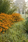 JOHN MASSEY GARDEN, ASHWOOD NURSERIES, WORCESTERSHIRE: RIDE BEDS, SEPTEMBER, BORDERS, RUDBECKIA DEAMII, CAREX EVERGLOW, SOLIDAGO DENNIS STRANGE