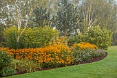 JOHN MASSEY GARDEN, ASHWOOD NURSERIES, WORCESTERSHIRE: SEPTEMBER, GOLDEN, YELLOW BORDERS, BETULA, SOLIDAGO DENNIS STRANGE, RUDBECKIA DEAMII, PENNISETUM DARK DESIRE