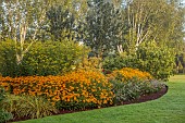 JOHN MASSEY GARDEN, ASHWOOD NURSERIES, WORCESTERSHIRE: SEPTEMBER, GOLDEN, YELLOW BORDERS, BETULA, SOLIDAGO DENNIS STRANGE, RUDBECKIA DEAMII, PENNISETUM DARK DESIRE