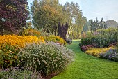 JOHN MASSEY GARDEN, ASHWOOD NURSERIES, WORCESTERSHIRE: SEPTEMBER, RIDE BEDS, BORDERS, BETULA DOORENBOS, RUDBECKIA DEAMII, PENNISETUM DARK DESIRE