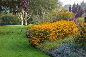 JOHN MASSEY GARDEN, ASHWOOD NURSERIES, WORCESTERSHIRE: SEPTEMBER, RIDE BEDS, BORDERS, BETULA DOORENBOS, RUDBECKIA DEAMII, SOLIDAGO DENNIS STRANGE, CAREX EVERGLOW
