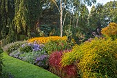 JOHN MASSEY GARDEN, ASHWOOD NURSERIES, WORCESTERSHIRE: SEPTEMBER, ASTERS, BORDERS, BETULA, RUDBECKIA DEAMII, SOLIDAGO DENNIS STRANGE, IMPERATA RUBRA RED BARRON, PENNISETUM