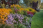 JOHN MASSEY GARDEN, ASHWOOD NURSERIES, WORCESTERSHIRE: SEPTEMBER, BORDERS, RUDBECKIA DEAMII, ASTER WUNDER VON STAFFA, ASTER ULTRAMARINE, MALUS AROS, IMPERATA RUBRA RED BARRON