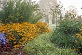 JOHN MASSEY GARDEN, ASHWOOD NURSERIES, WORCESTERSHIRE: RIDE BEDS, SEPTEMBER, BORDERS, RUDBECKIA DEAMII, CAREX EVERGLOW, SOLIDAGO DENNIS STRANGE
