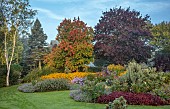 JOHN MASSEY GARDEN, ASHWOOD NURSERIES, WORCESTERSHIRE: SEPTEMBER, ASTERS, BORDERS, BETULA, RUDBECKIA DEAMII, SOLIDAGO DENNIS STRANGE, PENNISETUM DARK DESIRE, ASTERS