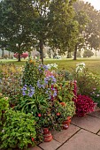JOHN MASSEY GARDEN, ASHWOOD NURSERIES, WORCESTERSHIRE: SEPTEMBER, TERRACE, CONTAINERS, AGAPANTHUS, AMARANTHUS