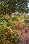 JOHN MASSEY GARDEN, ASHWOOD NURSERIES, WORCESTERSHIRE: SEPTEMBER, BORDERS, PATIO, TERRACE, MEDITERRANEAN GARDEN, ROCKS, SALVIA MICROPHYLLA CERRO POTOSI