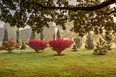 JOHN MASSEY GARDEN, ASHWOOD NURSERIES, WORCESTERSHIRE: SEPTEMBER, ARBOORETUM, EUONYMUS ALATUS RUDY HAAG